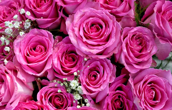 Розовый, розы, букет, бутоны, гипсофила