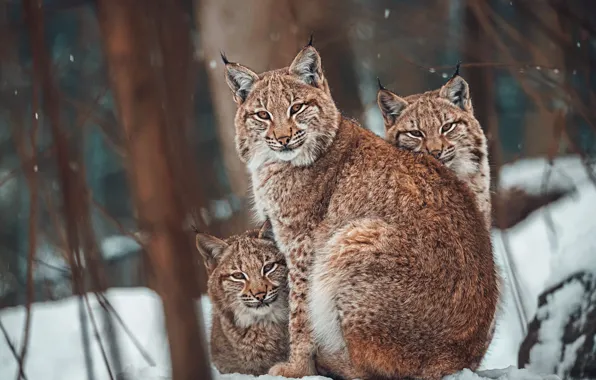 Зима, лес, взгляд, морда, снег, деревья, ветки, природа