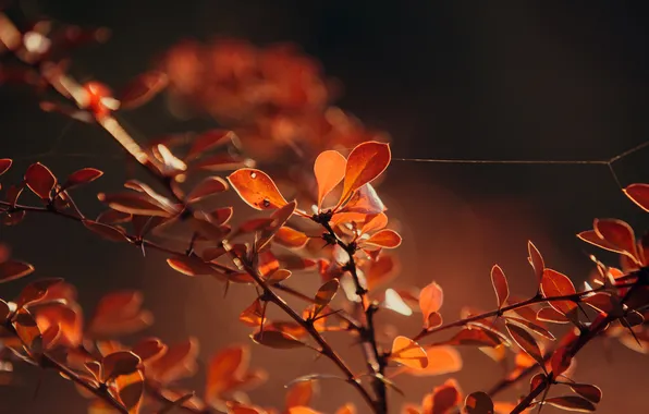 Картинка осень, листья, макро, ветки, природа, паутина, вечер, оранжевые