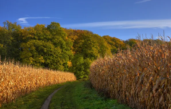 Дорога, поле, осень, лес, небо, кукуруза