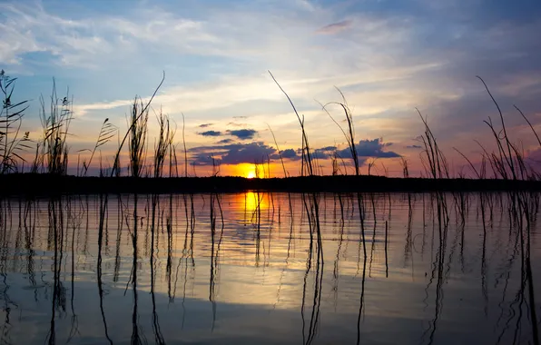 Картинка трава, солнце, озеро, отражение, вечер
