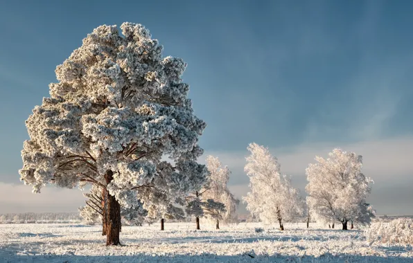 Зима, небо, снег, деревья