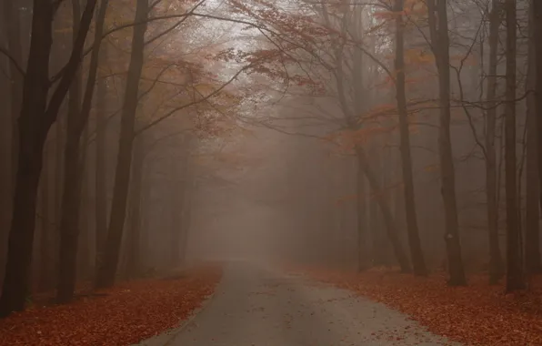 Дорога, Туман, Осень, Лес, Fall, Листва, Autumn, Road