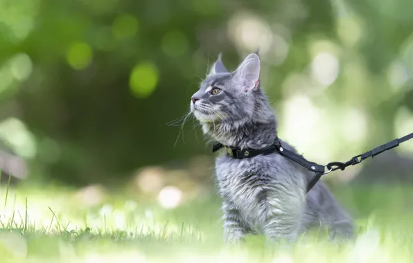 Кошка, трава, взгляд, котенок, серый, поляна, поводок, прогулка