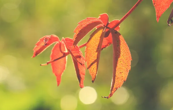 Red, autumn, leafs, fall
