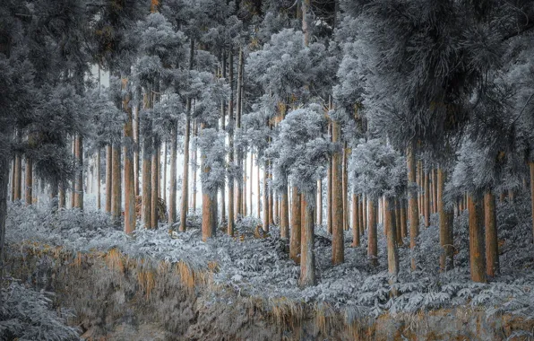 Зима, лес, природа