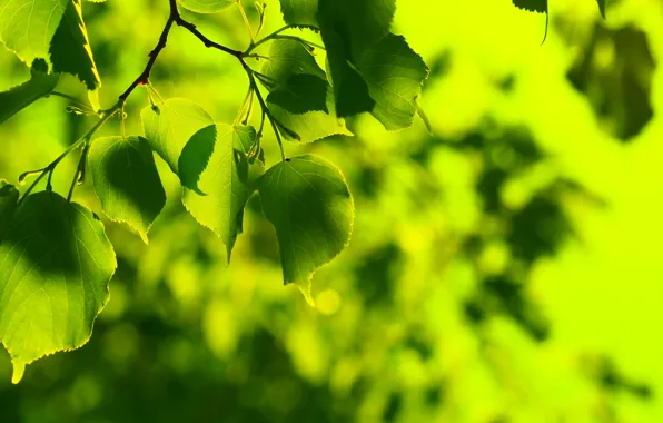 Зелень, лето, листья, свежесть, зеленый, дерево, листок, весна