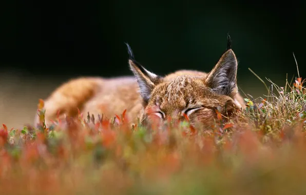 Картинка кошка, трава, уши, рысь, Чешская Республика, Национальный парк Шумава