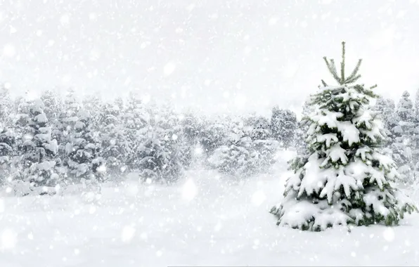 Зима, лес, снег, снежинки, елка, nature, winter, snow
