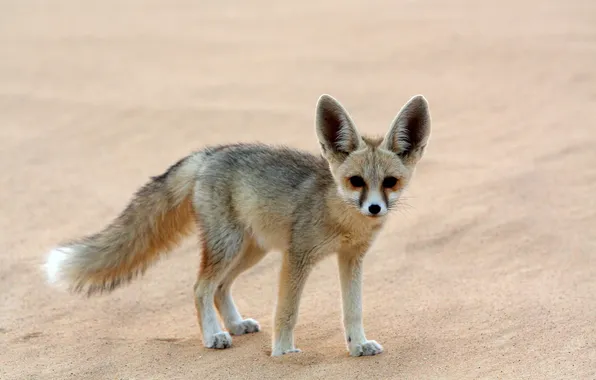 Картинка life, animal, wild, Fennec-Fox
