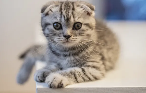 Кошка, кот, взгляд, котенок, серый, вислоухий, малыш, окно