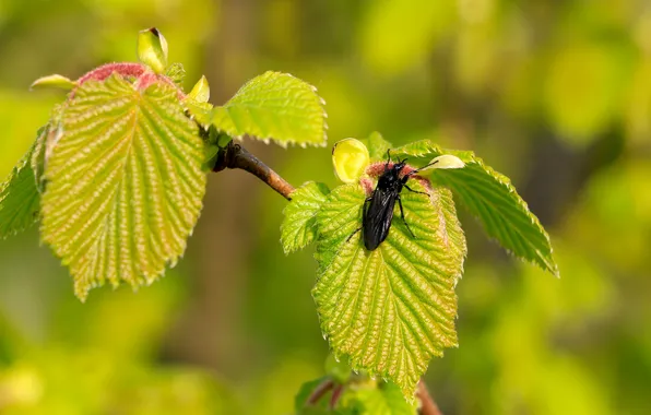 Green, spring, leaf, twig