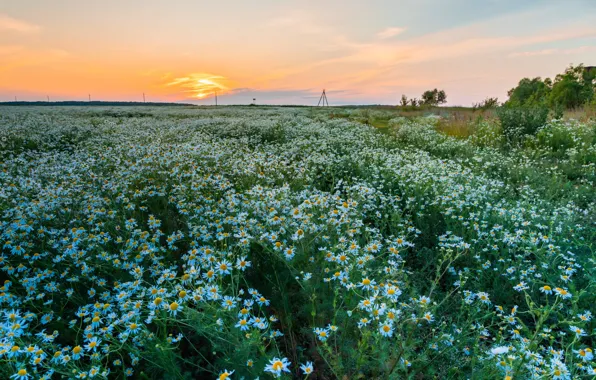 Поле, ромашки, луг, ромашковое поле
