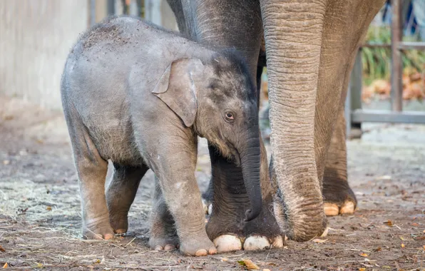 Слон, малыш, зоопарк