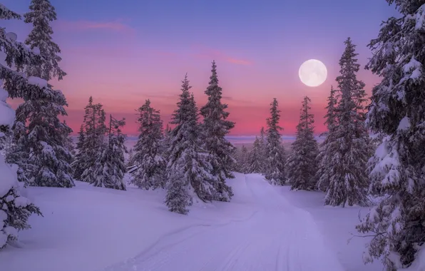 Картинка snow, tree, full moon