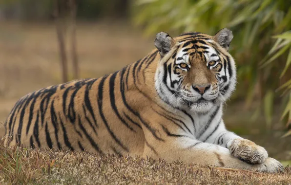 Взгляд, тигр, отдых, лежит