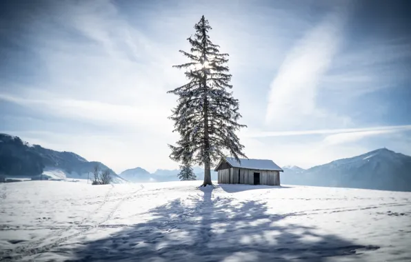 Картинка зима, снег, горы, следы, дерево, ель, Швейцария, Альпы