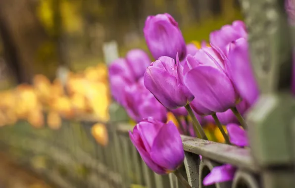 Макро, цветы, фото, обои, тюльпаны, 2560x1600
