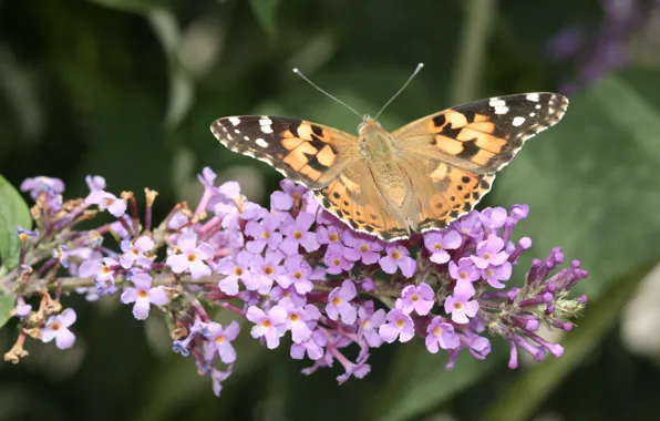 Картинка Бабочка, Крылья, Butterfly, Репейница, Buddleja davidii, Ванесса Кардуи, Summer lilac, Декоративное растение