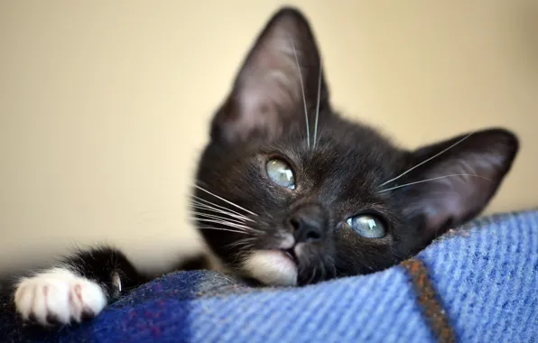 Кошка, котенок, фон, черный, портрет, маленький, мордочка, милый