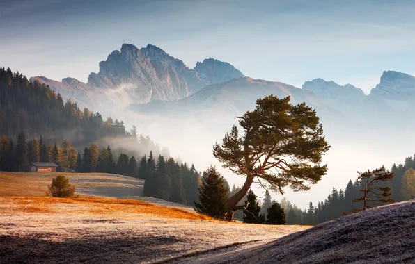 Картинка forest, trees, landscape, Italy, nature, mountains, clouds, morning