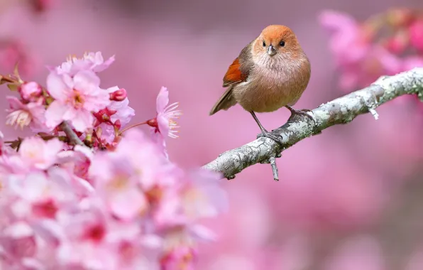 Цветы, природа, птица, ветка, весна, клюв
