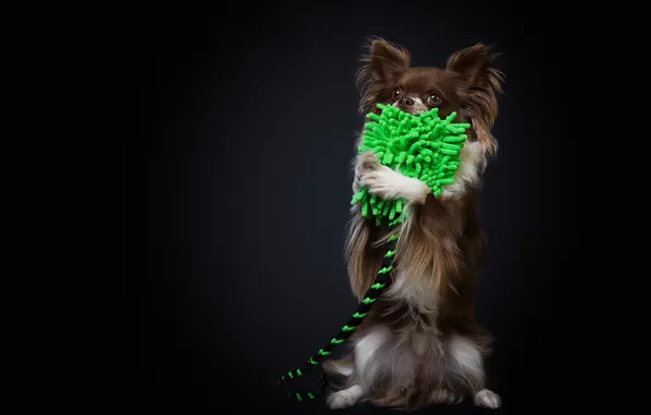 Взгляд, друг, собака