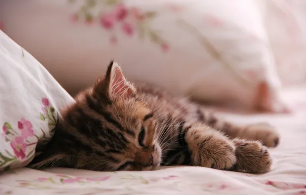 Животные, кот, котенок, сон, kitten, cat, animal, sleep