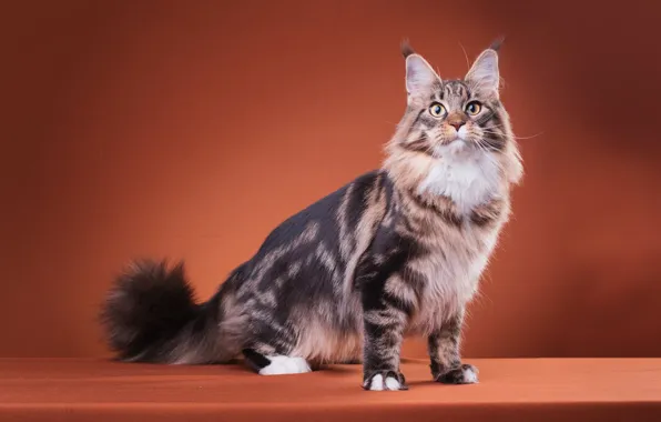 Кошка, кот, взгляд, поза, котик, лапы, пушистый, мордочка