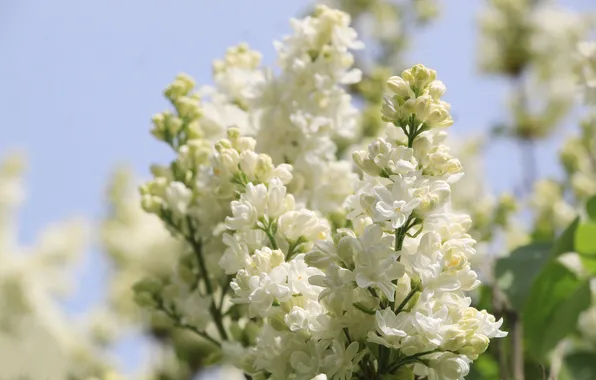 White, flower, spring, lilac, twig