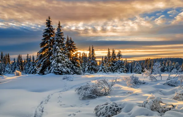 Картинка зима, снег, следы, ели, Норвегия, Norway, Lillehammer