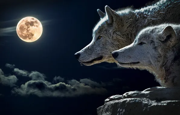 Картинка nature, snow, predator, face, animal, wolf, wildlife, portrait