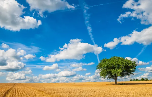 Картинка поле, небо, облака, дерево