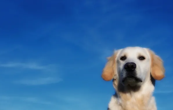 Картинка небо, друг, собака