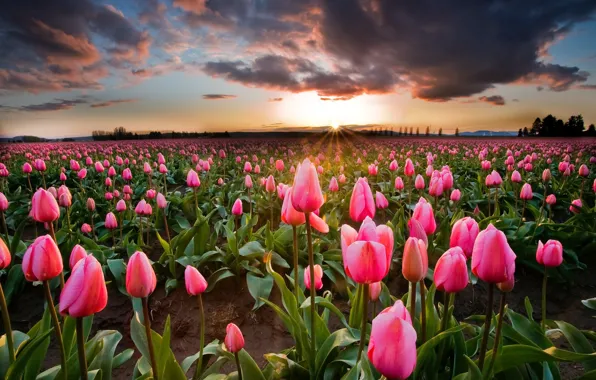 Картинка поле, солнце, цветы, весна, тюльпаны
