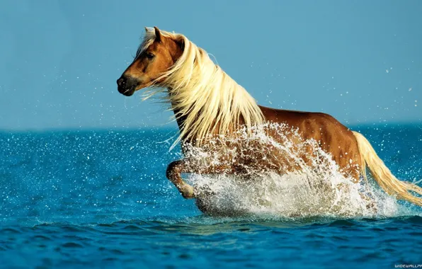 Sea, water, horse