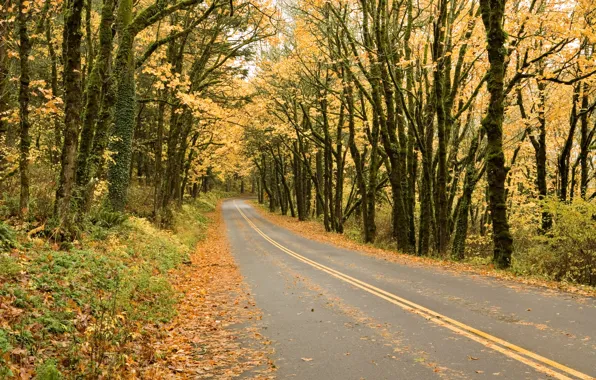 Картинка дорога, осень, лес, листья, деревья, парк, colorful, forest