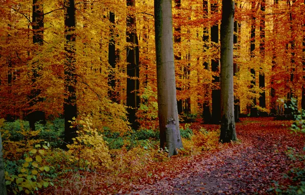 Осень, лес, листья, деревья, тропинка