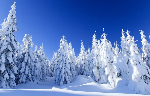 Картинка зима, лес, снег, пейзаж, природа, ель, мороз