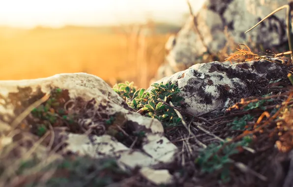Light, life, rocks, plant