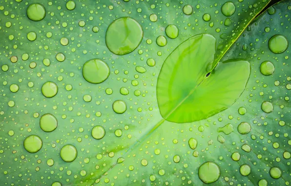 Картинка вода, капли, лист, зеленый, сердечко