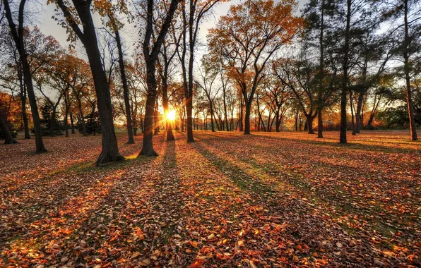 Картинка осень, листья, солнце, деревья, парк
