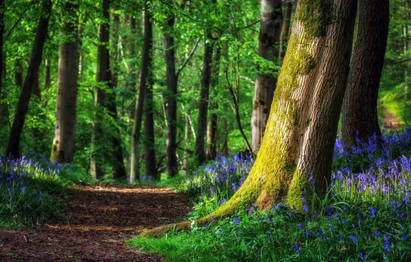 Цветы, природа, парк