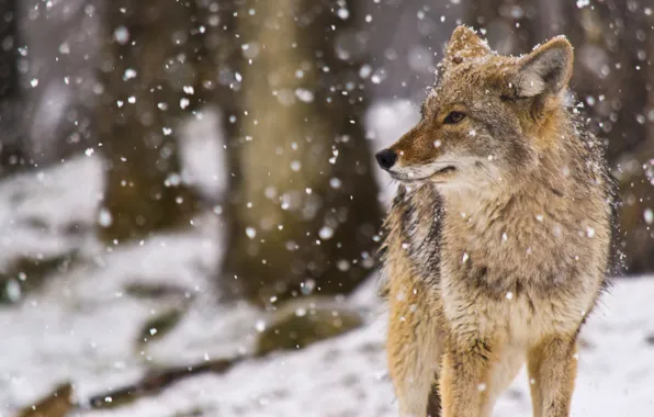 Снег, snow, Coyote, койот (луговой волк), Canis latrans