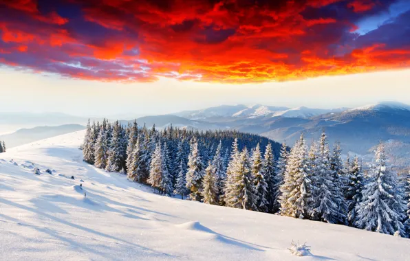 Картинка зима, лес, облака, снег, горы, рассвет, зарево, ёлки