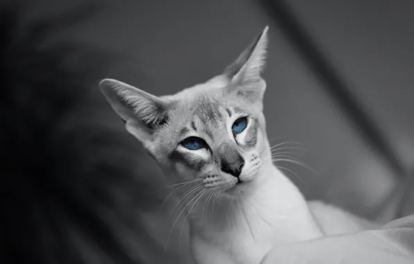 Кошка, кот, взгляд, морда, портрет, голубые глаза, серый фон, монохром