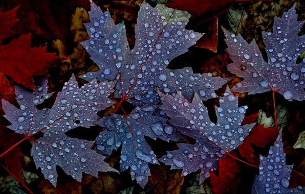 Картинка осень, листья, вода, капли, природа, роса, клен