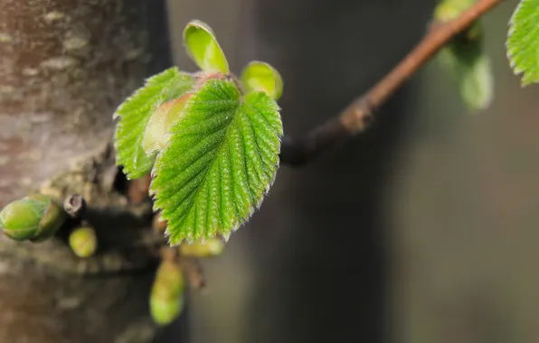 Leaf, plant, speing
