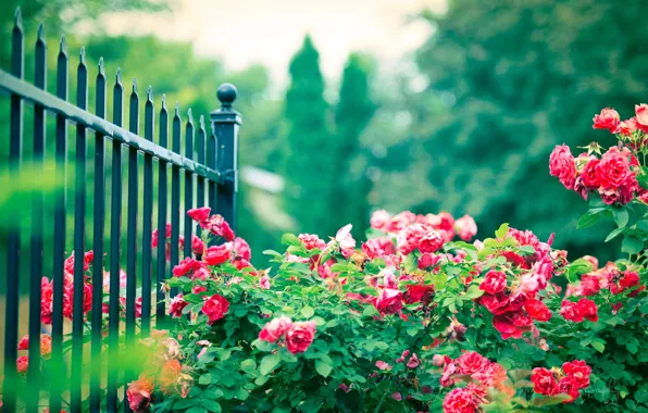 Картинка цветы, забор, куст, розы, ограда, розовые, прутья, железные