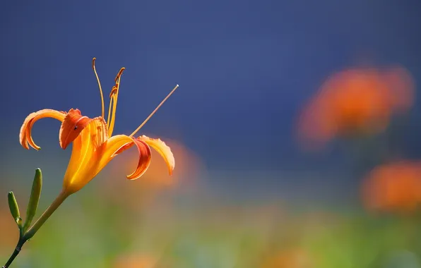Картинка цветок, оранжевый, фон, лилия
